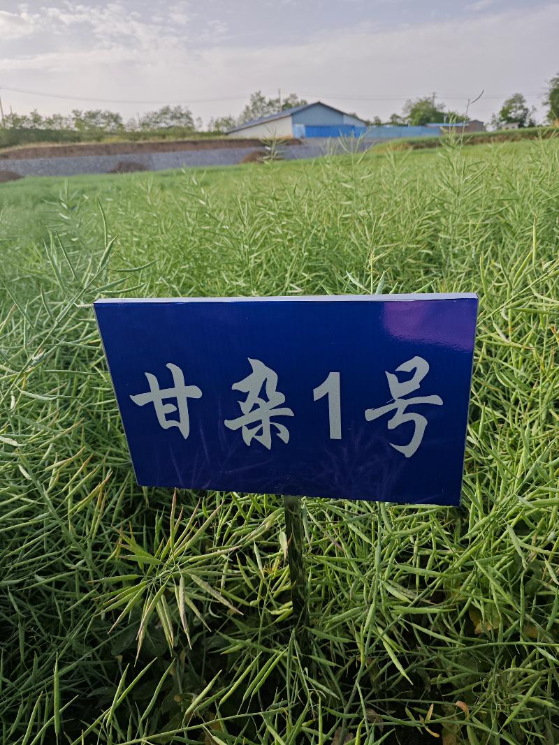 甘雜1號.jpg