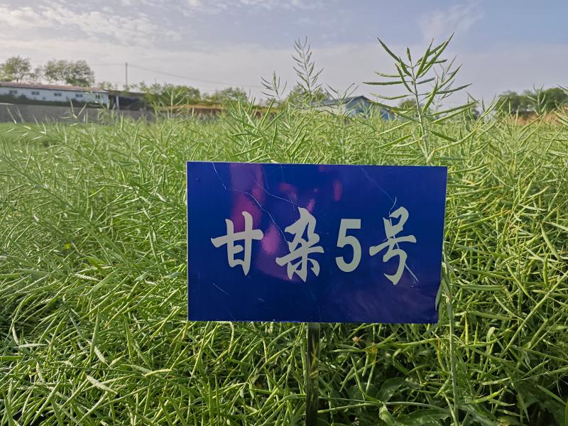 甘雜5號.jpg