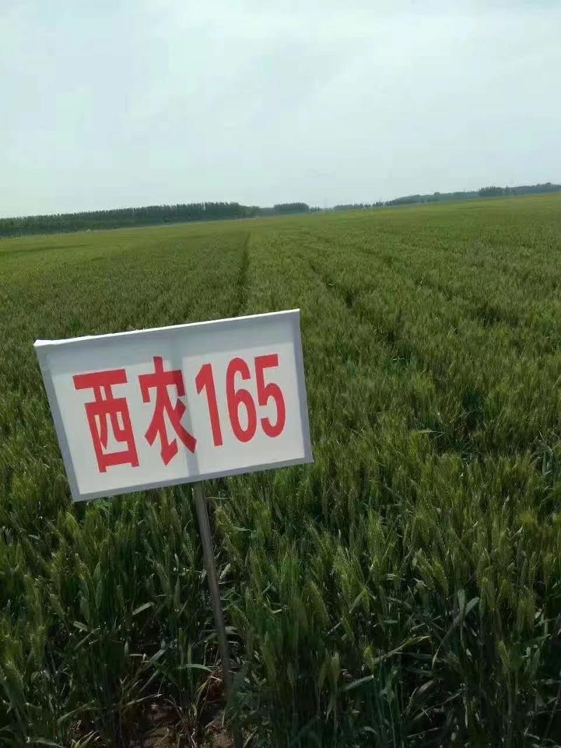 西農165.jpg