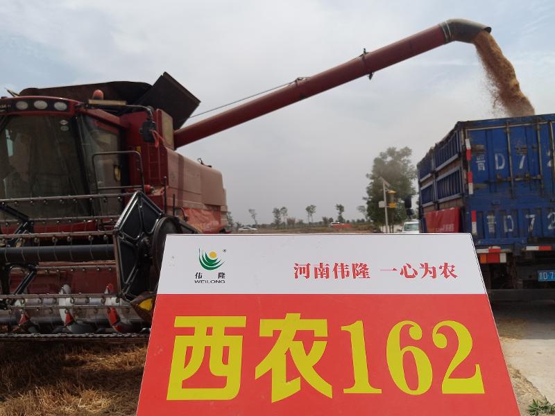 河南偉隆  中原農(nóng)谷示范田  西農(nóng)162.jpg