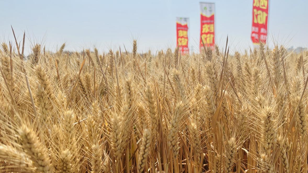 微信圖片_20250530100510